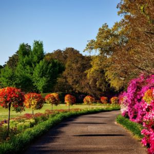 bushes-flora-flowers-158028